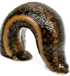f2d13d41cf877f8cdeb5829f0ab9ebb8.png