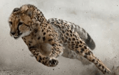 d3796540651d43cecbba682d5dcb63c5.jpg