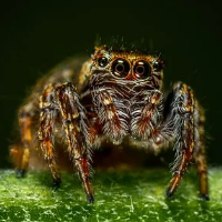 spider-crazy-pro-logo-200x200-6084.png