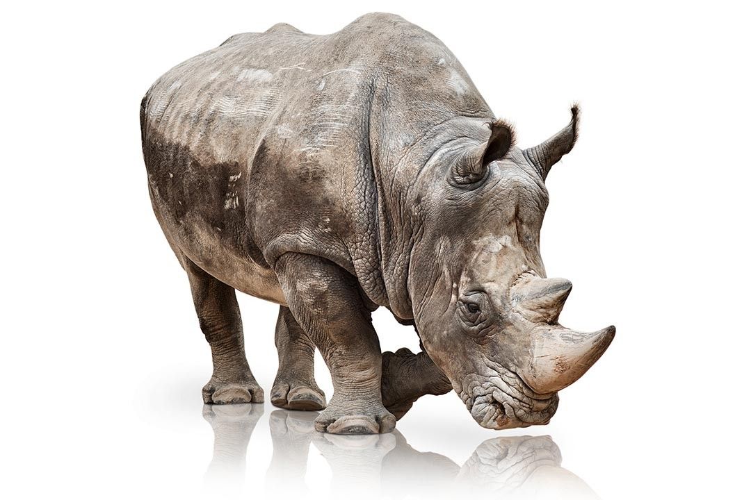 ba_alce_rhino_after-jpg.9833
